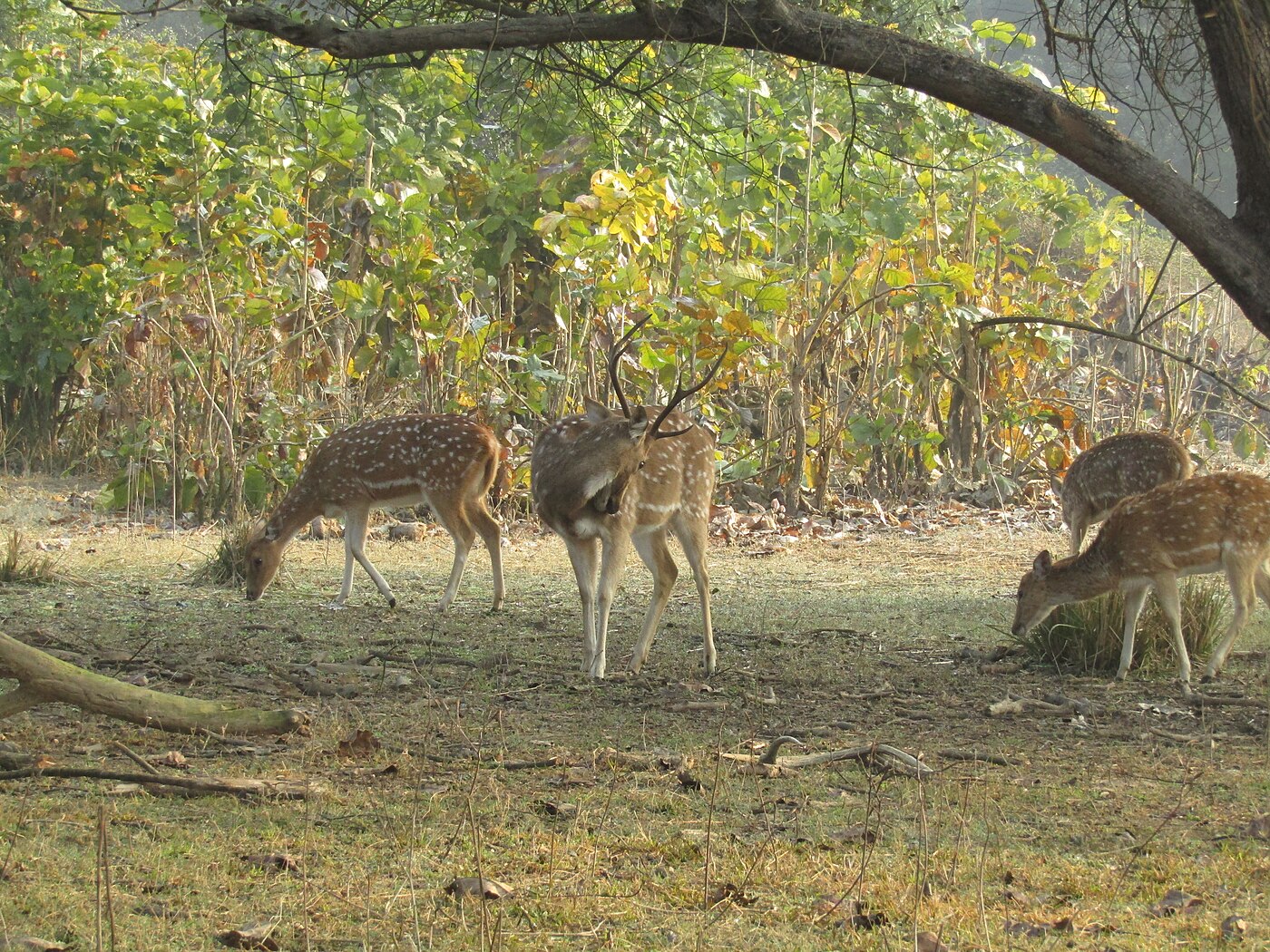 Rajaji morning safari